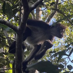 A spider monkey in a Yucatan Peninsula reserve.