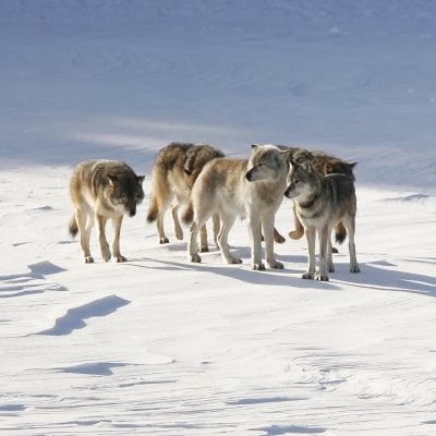 M93, the Old Gray Guy of Isle Royale is center in this photo on the ice and snow of the national park with four other island wolves around him.