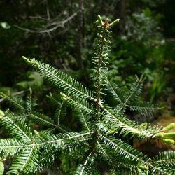 Balsam fir unbrowsed on Isle Royale in Lake Superior, where it's the favorite food of the moose population.