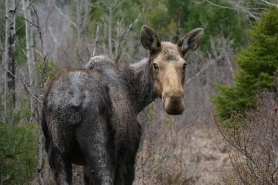 An Isle Royale Moose looks at the photographer in a spring image on the Lake Superior archipelago.