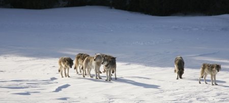 The Old Gray Guy is the lighter-colored wolf in the center of the image, third from left. His arrival on the island affected changes in the wolf population, moose population and the ecosystem of Isle Royale itself. (Image credit: John Vucetich, co-leader of Michigan Tech's Isle Royale Wolf-Moose study)