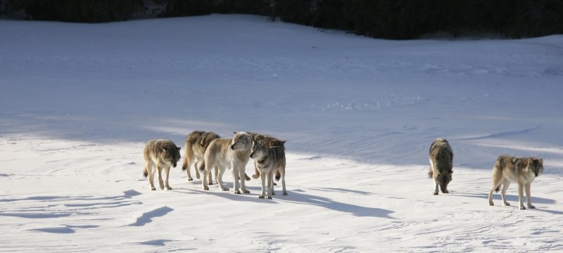The alpha wolf of Isle Royale for several years, the Old Gray Guy is third from left in a pack of six wolves in this image capture taken by a researcher Isle Royale in winter.