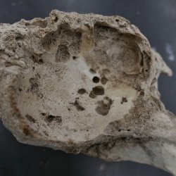 A moose bone that shows an arthritic hip joint.