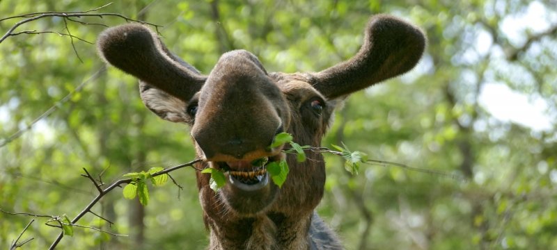 A moose with a branch in his mouth on Isle Royale, showing lower teeth on a summer day.