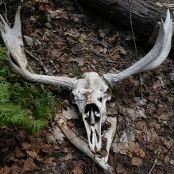 A moose skull on Isle Royale