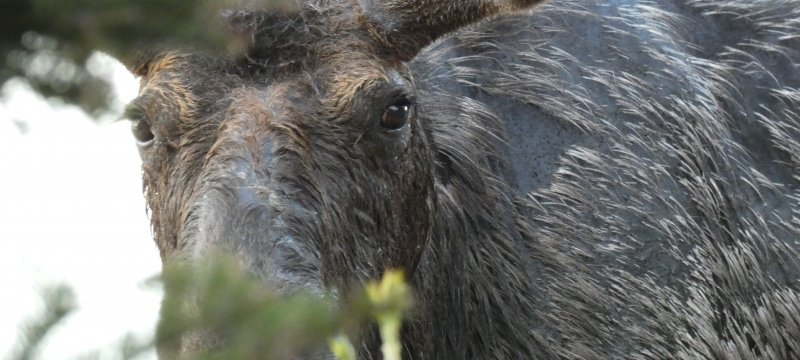 A browsing moose on Isle Royale, where Michigan Tech researchers have been studying the mammals â€” from birth to bones â€” for more than six decades.