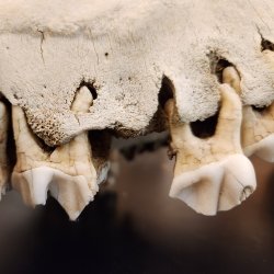 Teeth of a moose with severe periodontitis on Isle Royale.