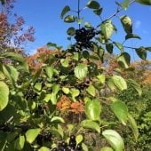 Common buckthorn is a non-native Midwest invader characterized by its black berries.