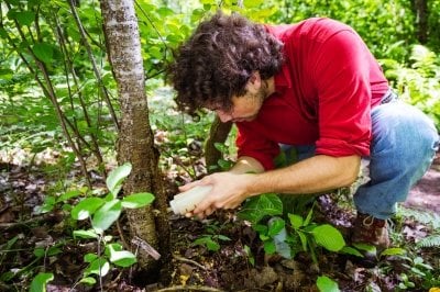 A student researcher at Michigan Tech inoculates an invasive buckthorn tree with a native fungus designed to slow its growth.
