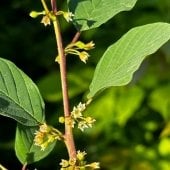 Glossy buckthorn has shiny leaves and is a non-native Midwest invader.