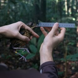 A researcher holds up a ruler-type measuring device next to a bird's beak, held in their hand with its banded feet hanging out below.