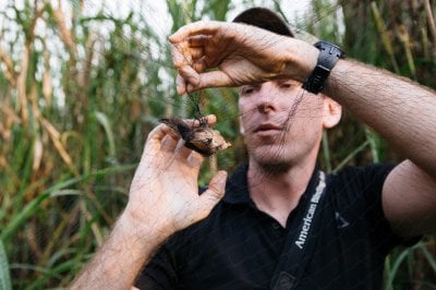 Jared Wolfe untangling a bird from a thin net.