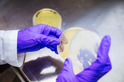 Gloved hands opening a petri dish.