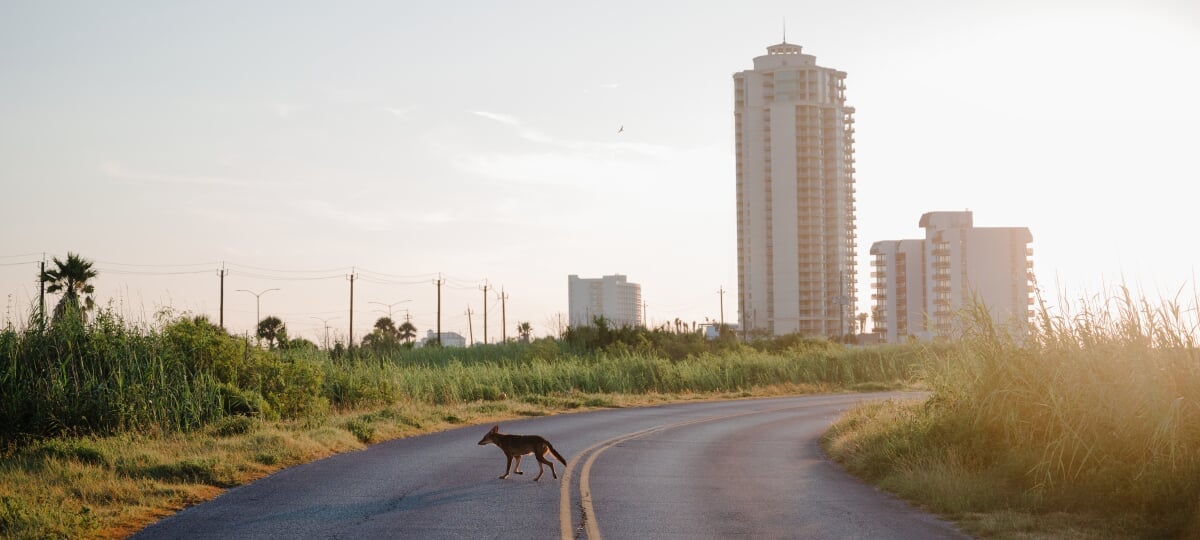 A canid displaying red wolf characteristics crosses a two lane road. A city with apartment complexes and skyscrapers is visible in the background.
