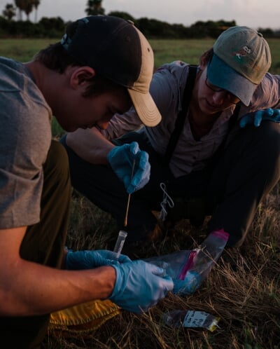 Kristin Brzeski and a graduate student place samples in test tubes and bags.