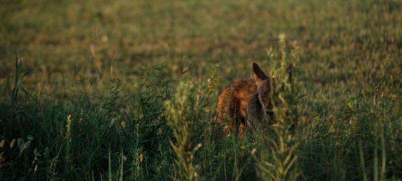 A wild canid displaying red wolf characteristics crouches in a field, peeking out from behind a tall patch of weeds.