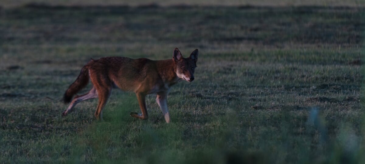 A canid displaying red wolf traits lopes across a field in the early morning dew.
