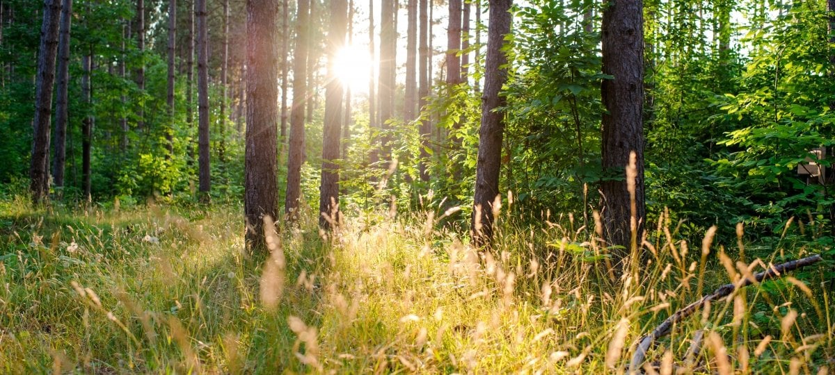 The sun shines through trees in the forest illuminating the green pine needles of
conifers and the stalks of grass.