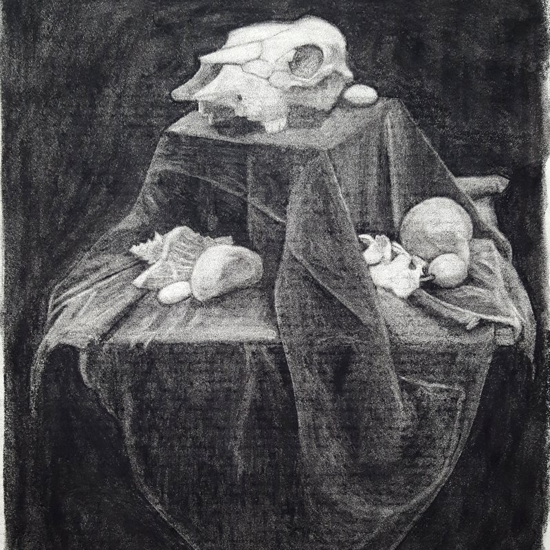 Charcoal drawing of fabric and deer skull