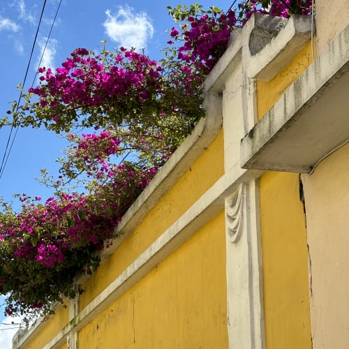 Bougainvillae Flowers along a wall in Quetzaltenang