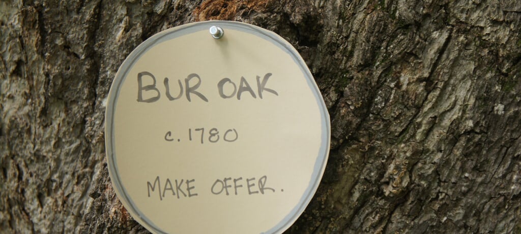 A small sign pinned to an oak tree reads, "Bur Oak, c. 1760, Make Offer."