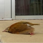 A bird strike on Michigan Tech’s campus.